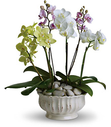 Regal Orchids Cottage Florist Lakeland Fl 33813 Premium Flowers lakeland